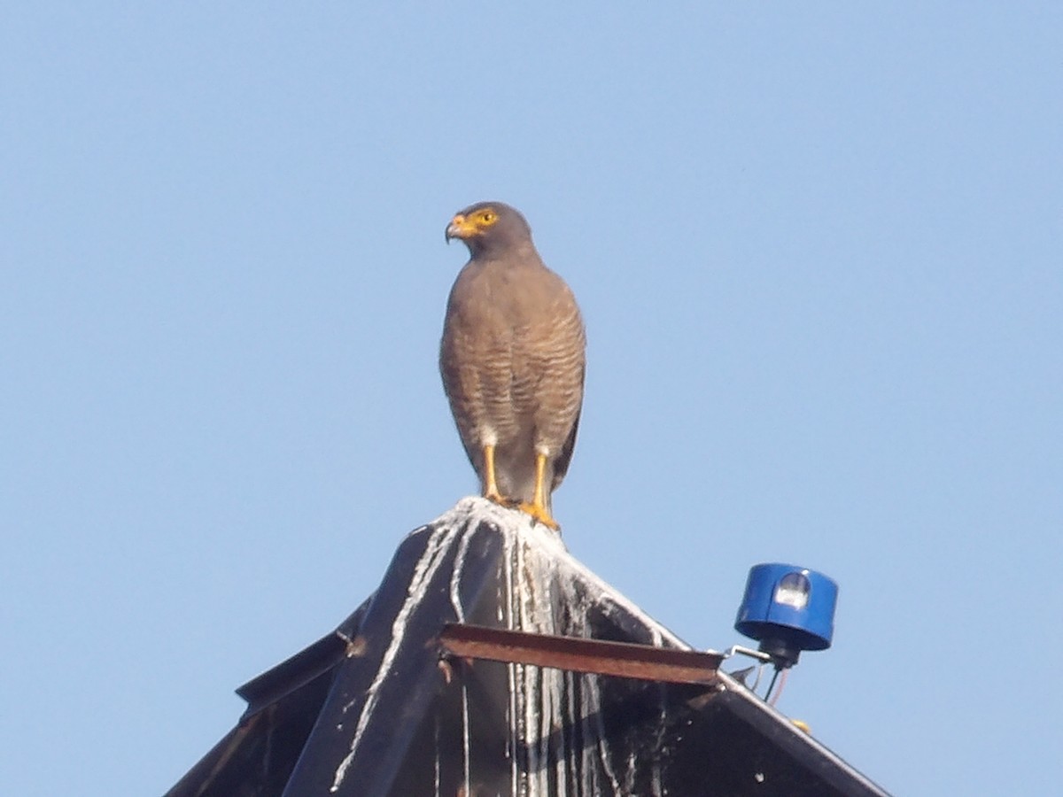 Roadside Hawk (Northern) - ML643692335