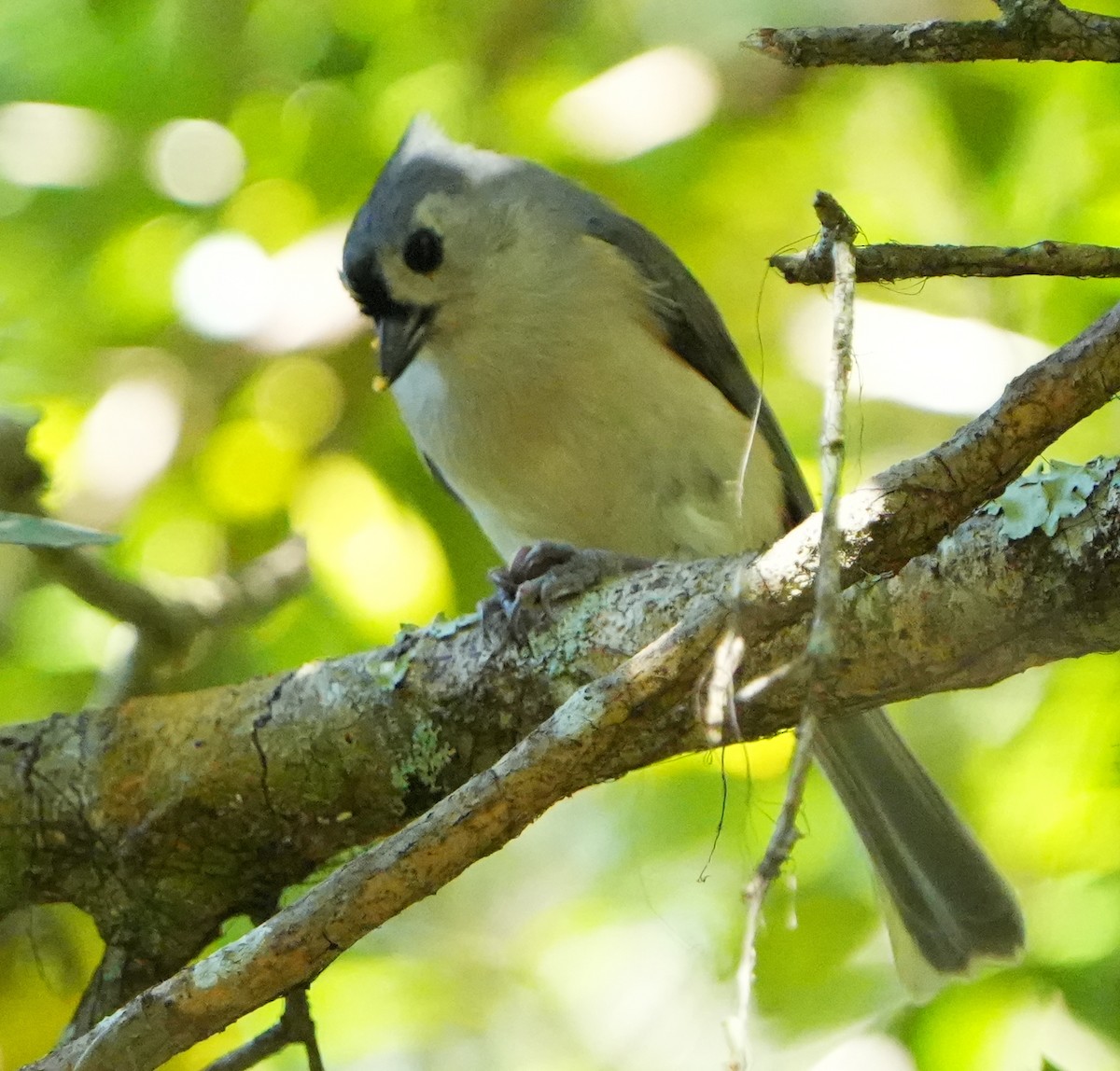 Tufted Titmouse - ML643692336