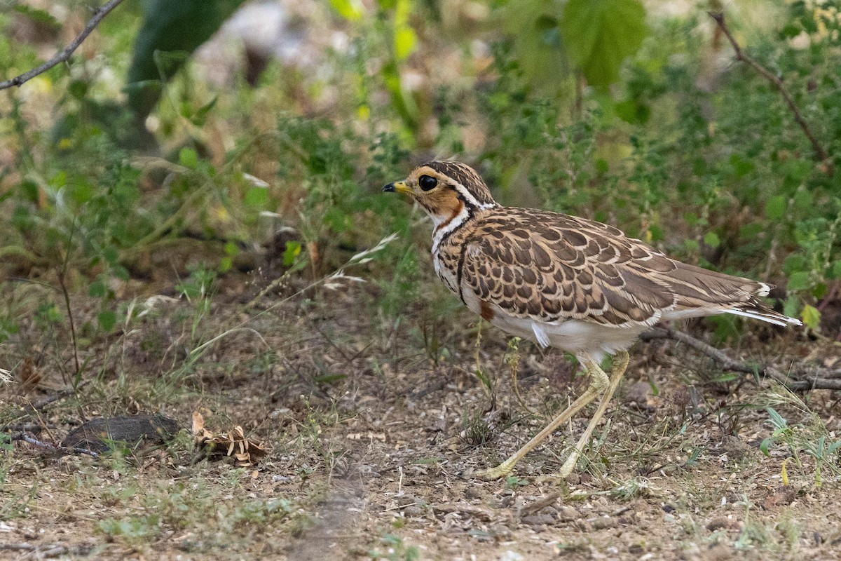 Three-banded Courser - ML643692337