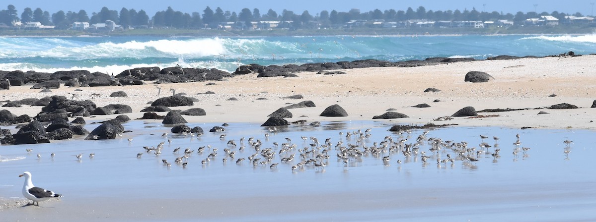 Red-necked Stint - ML643692341