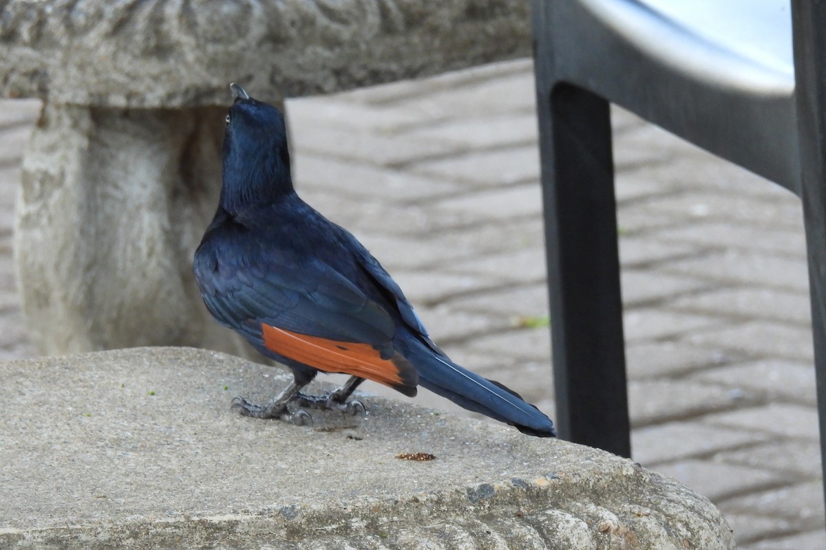 Red-winged Starling - ML643692342
