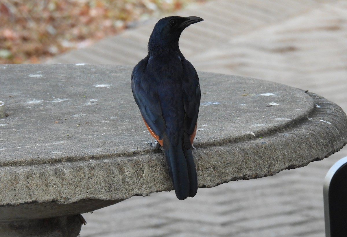 Red-winged Starling - ML643692343