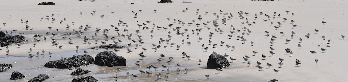 Red-necked Stint - ML643692344