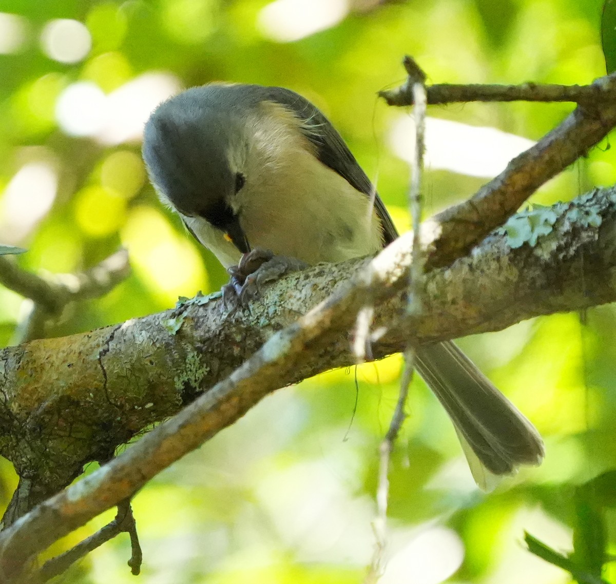 Tufted Titmouse - ML643692348