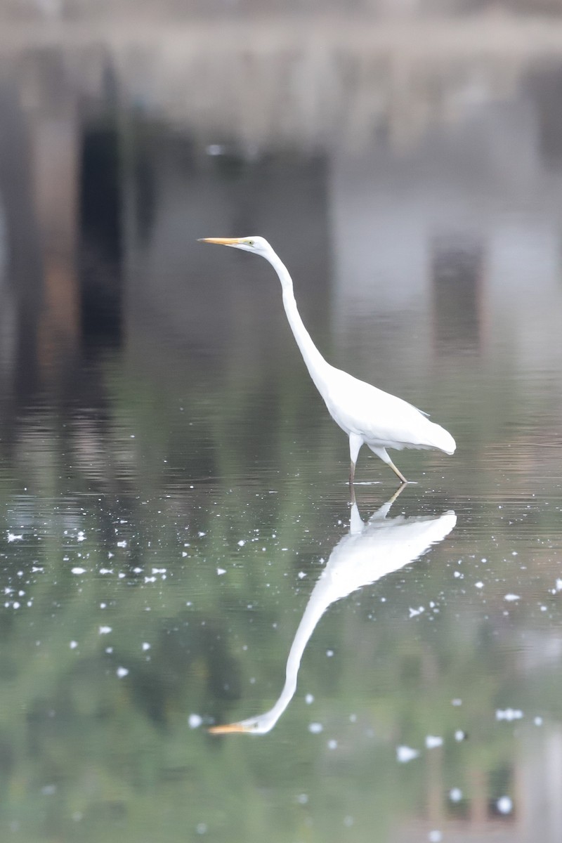 Great Egret - ML643692350