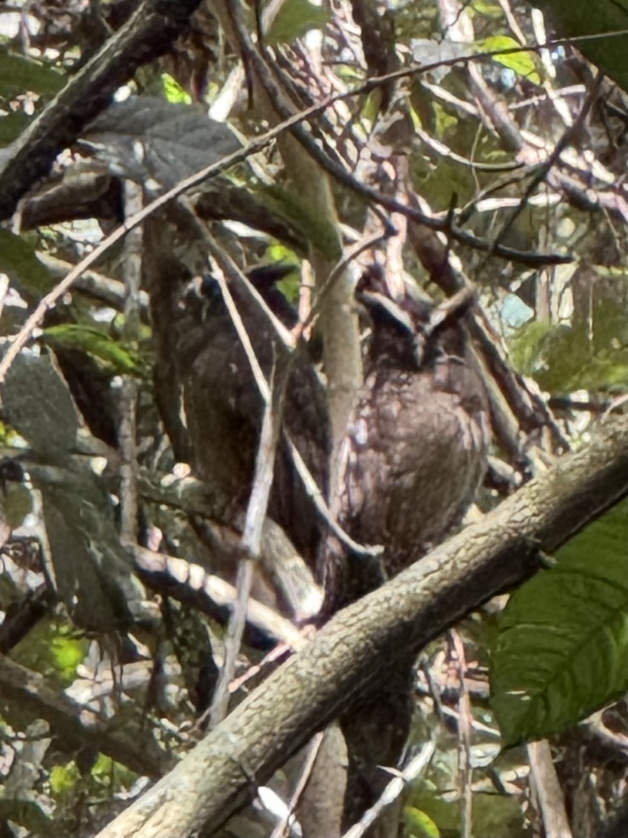 Crested Owl - ML643692351