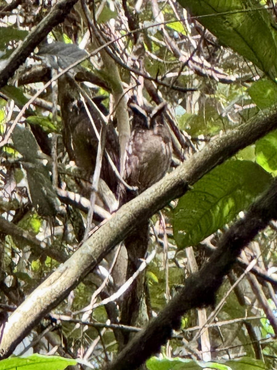 Crested Owl - ML643692352