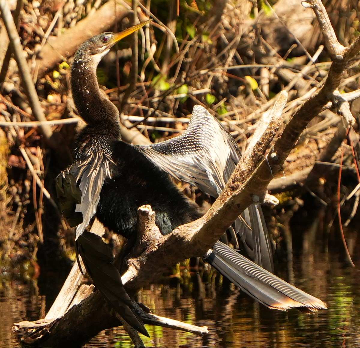 Anhinga - ML643692353
