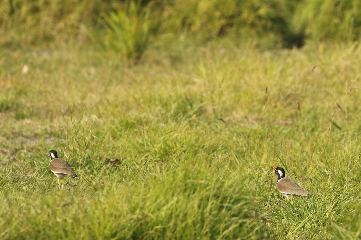 Red-wattled Lapwing - ML643692354