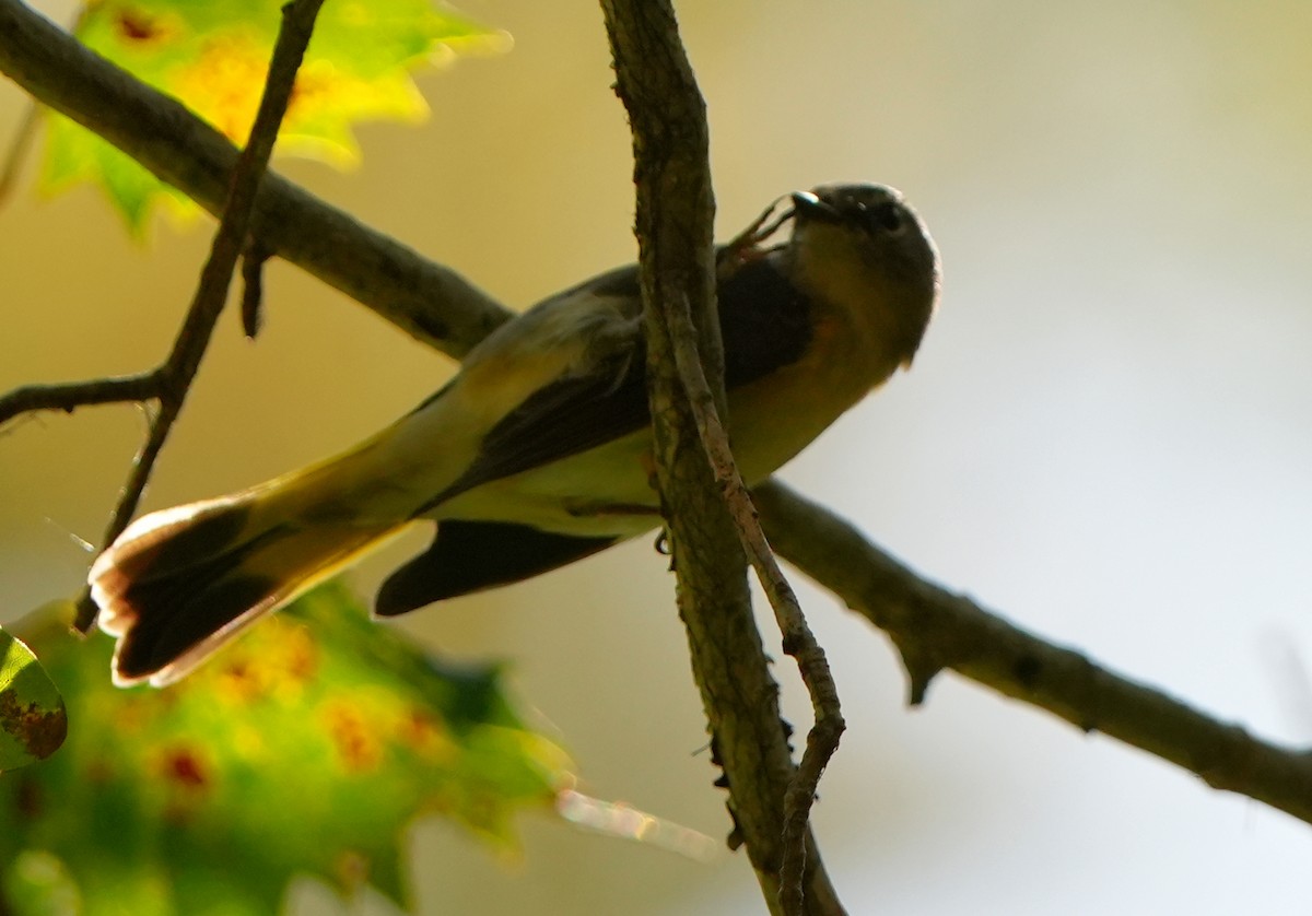 American Redstart - ML643692360