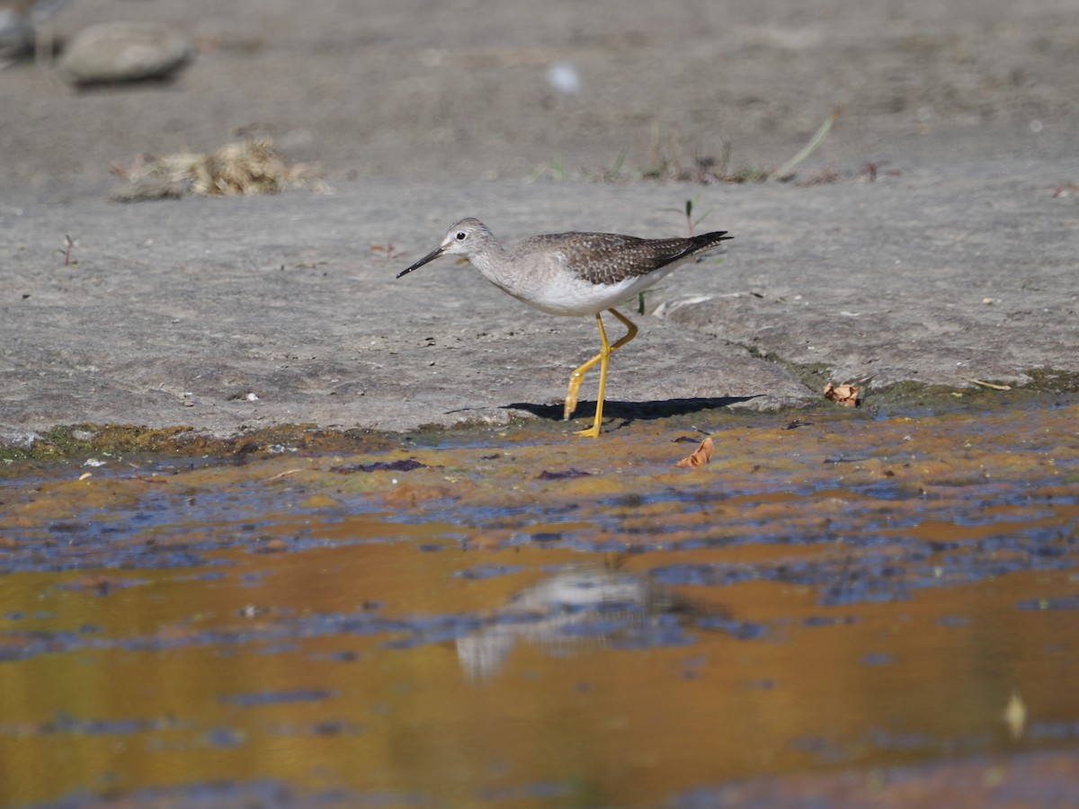 Lesser Yellowlegs - ML643692361