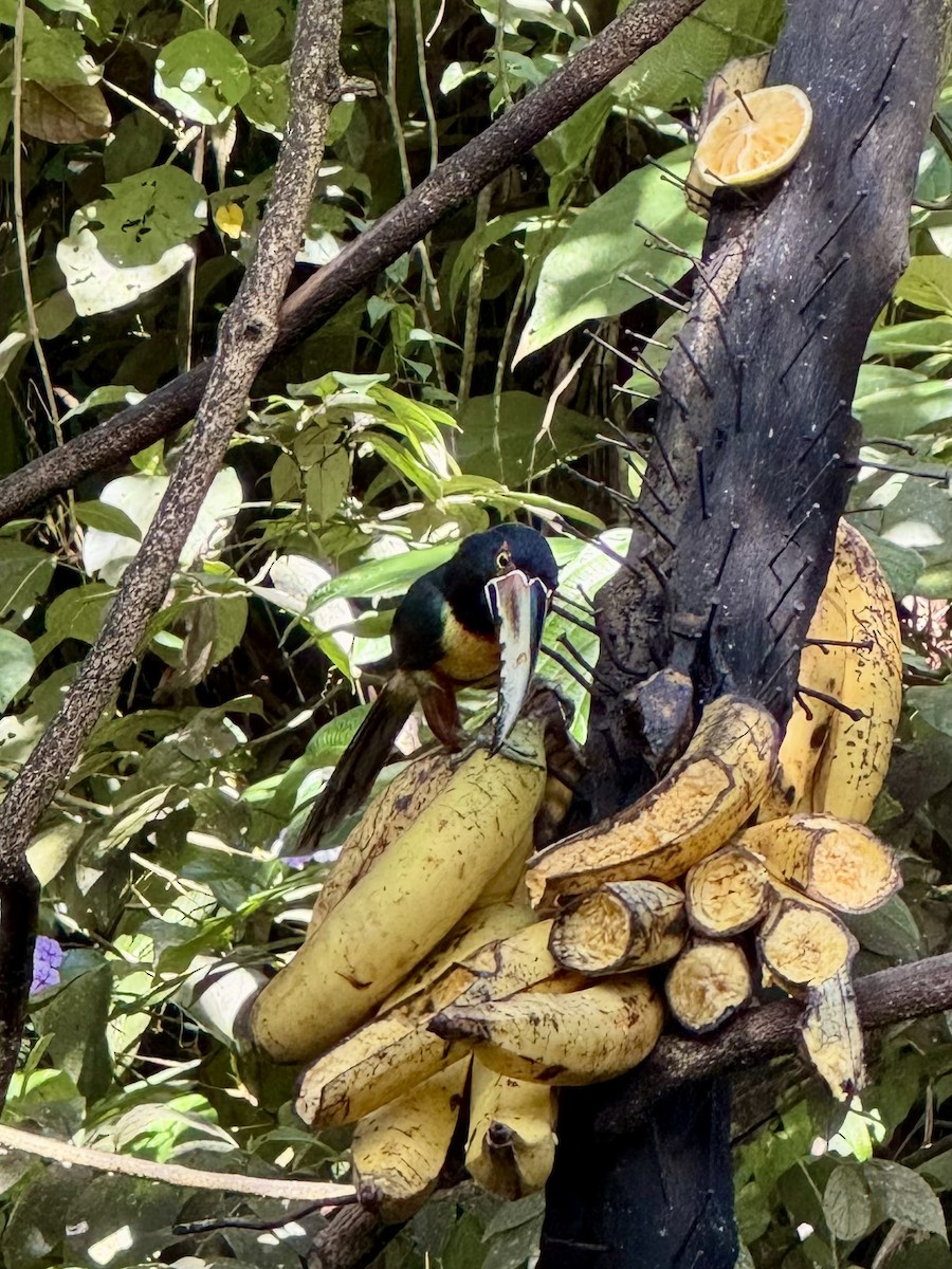 Collared Aracari - ML643692363