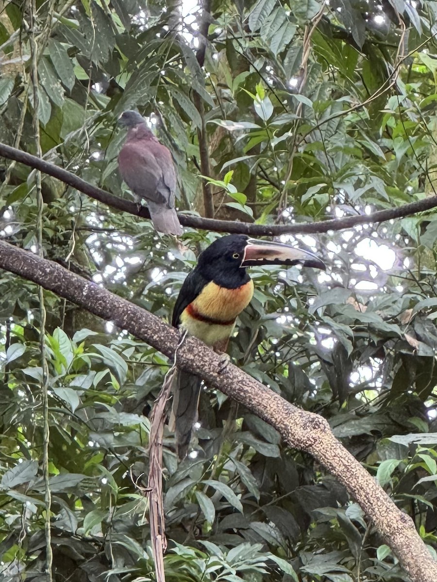 Collared Aracari - ML643692364