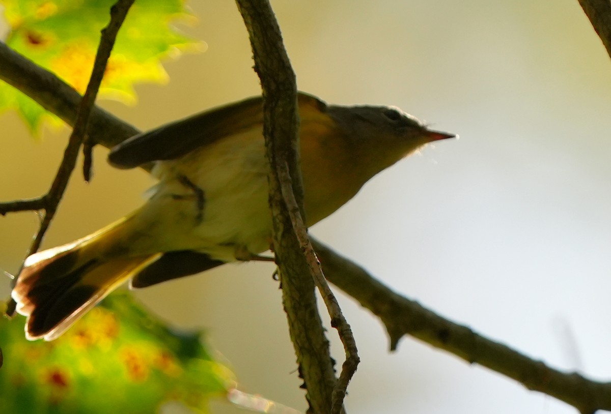 American Redstart - ML643692365