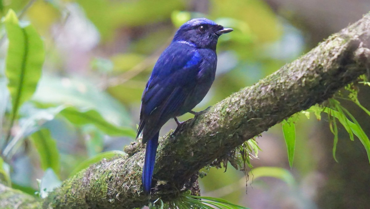 Large Niltava - ML643692377