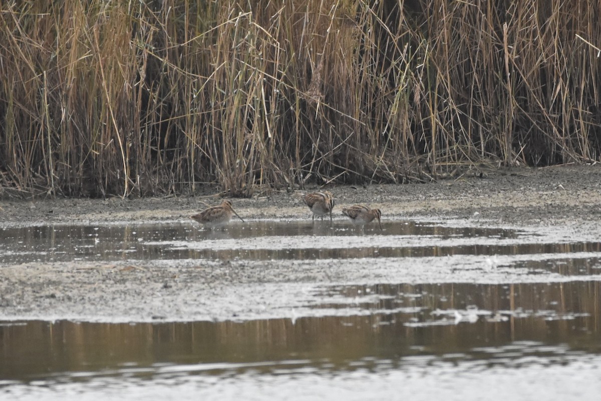 Common Snipe - ML643692395