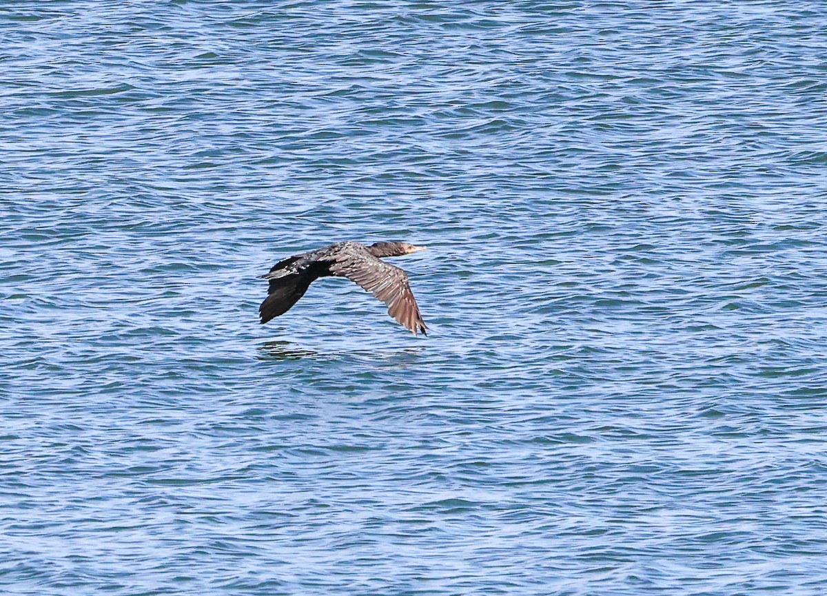 Double-crested Cormorant - ML643692405