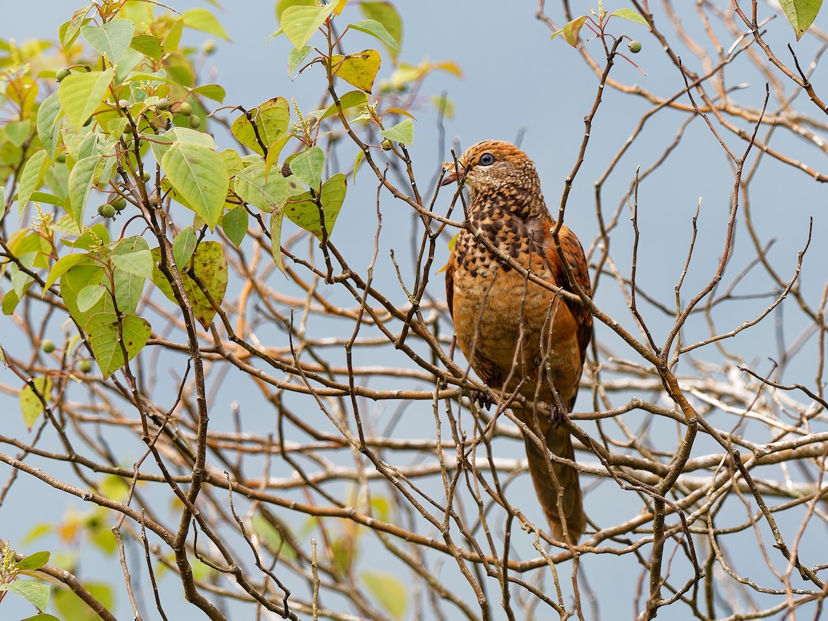 Little Cuckoo-Dove - ML643692417