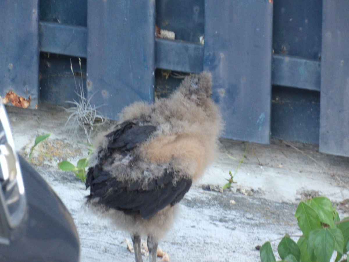 Black Vulture - ML643692418
