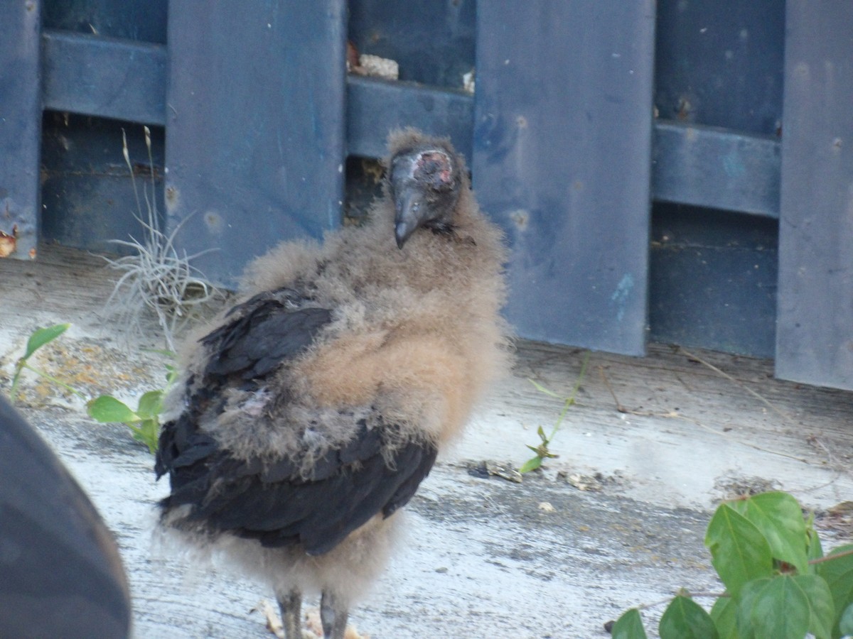 Black Vulture - ML643692419