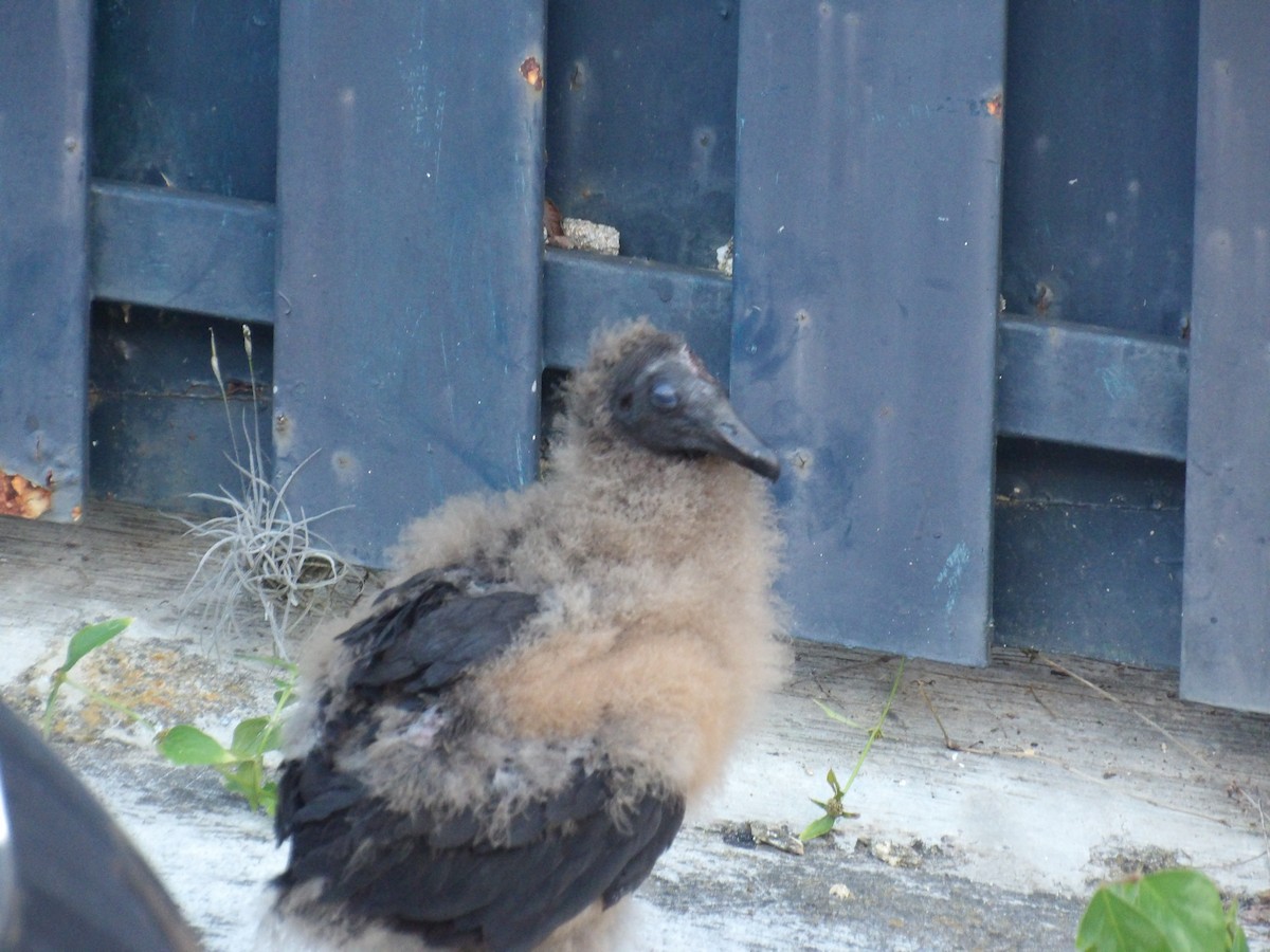Black Vulture - ML643692420