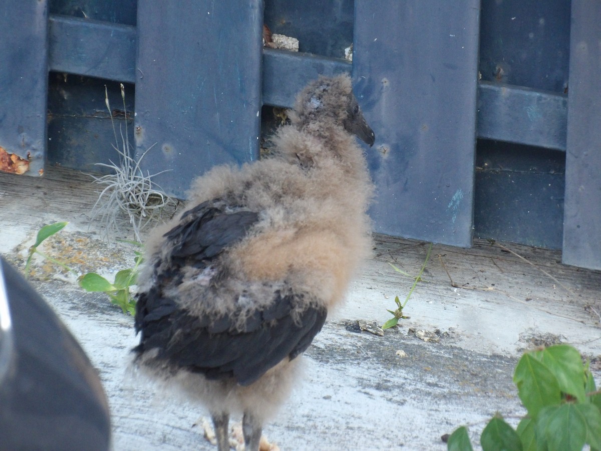Black Vulture - ML643692422