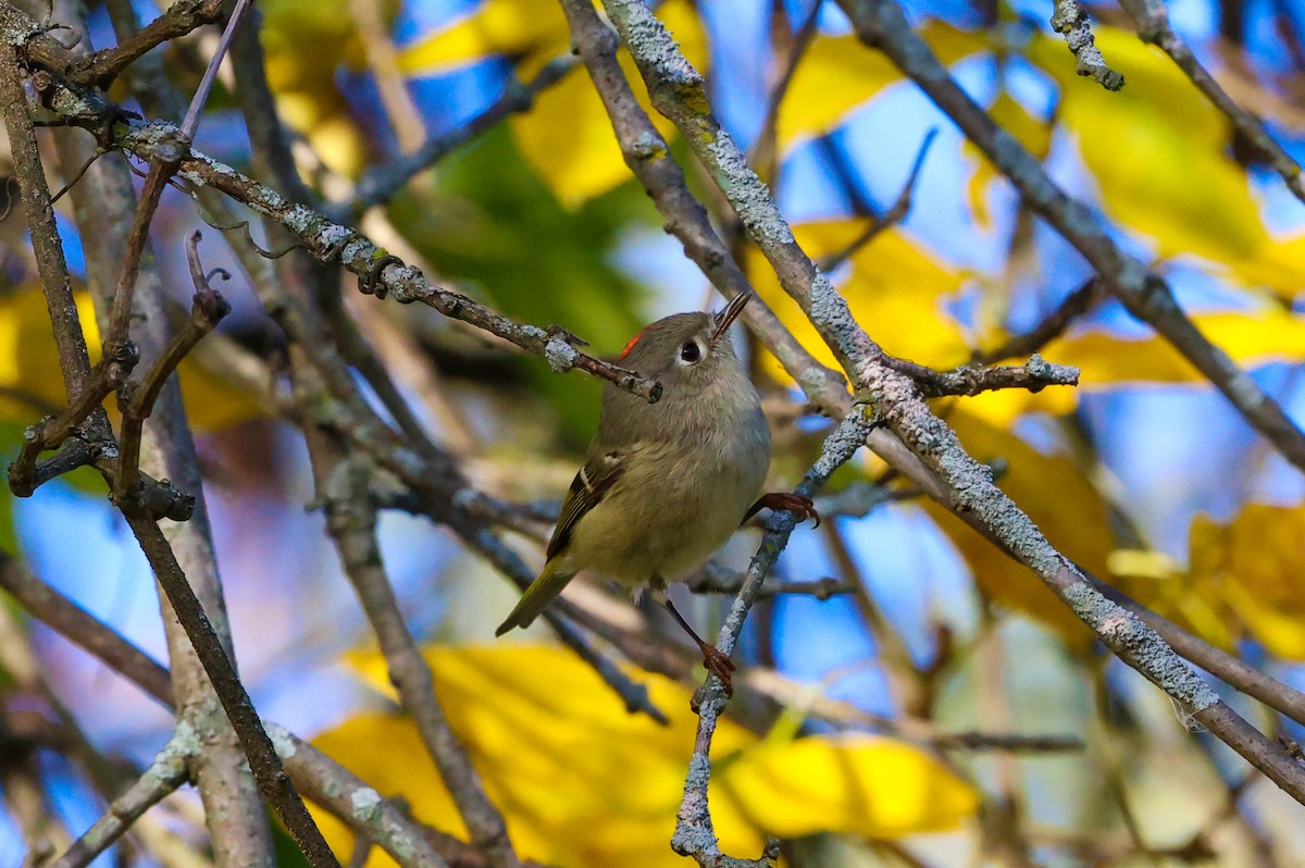 Ruby-crowned Kinglet - ML643692432