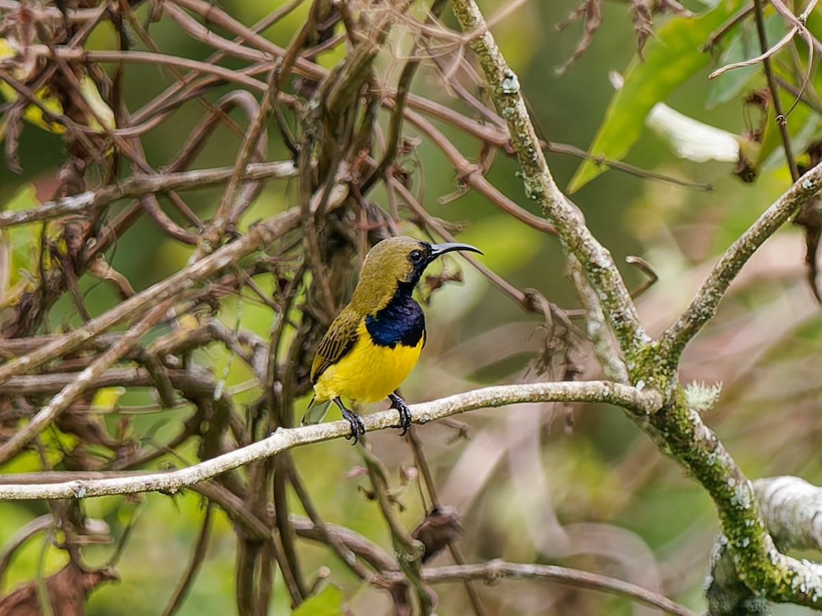 Ornate Sunbird - ML643692445