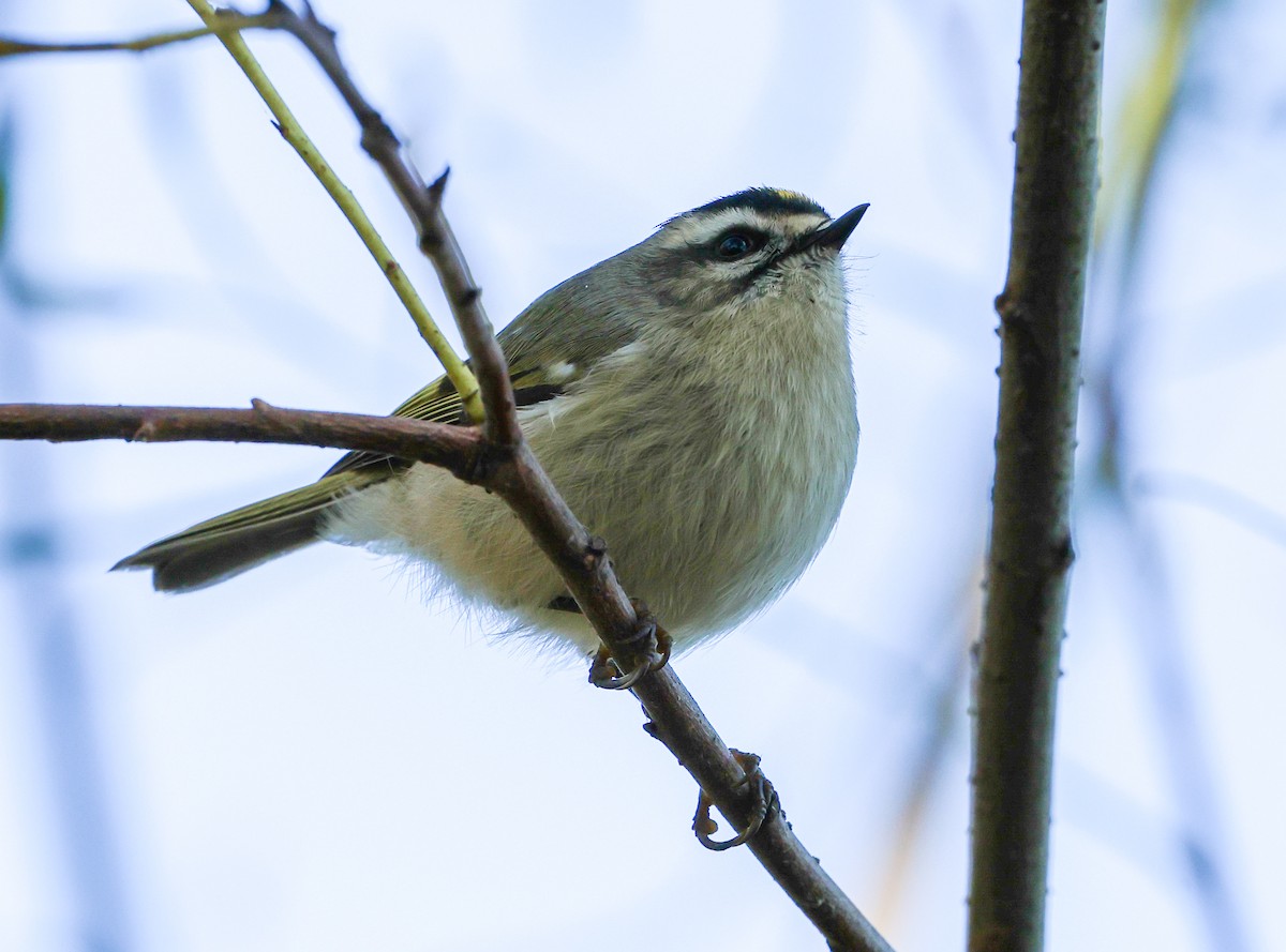 Golden-crowned Kinglet - ML643692453