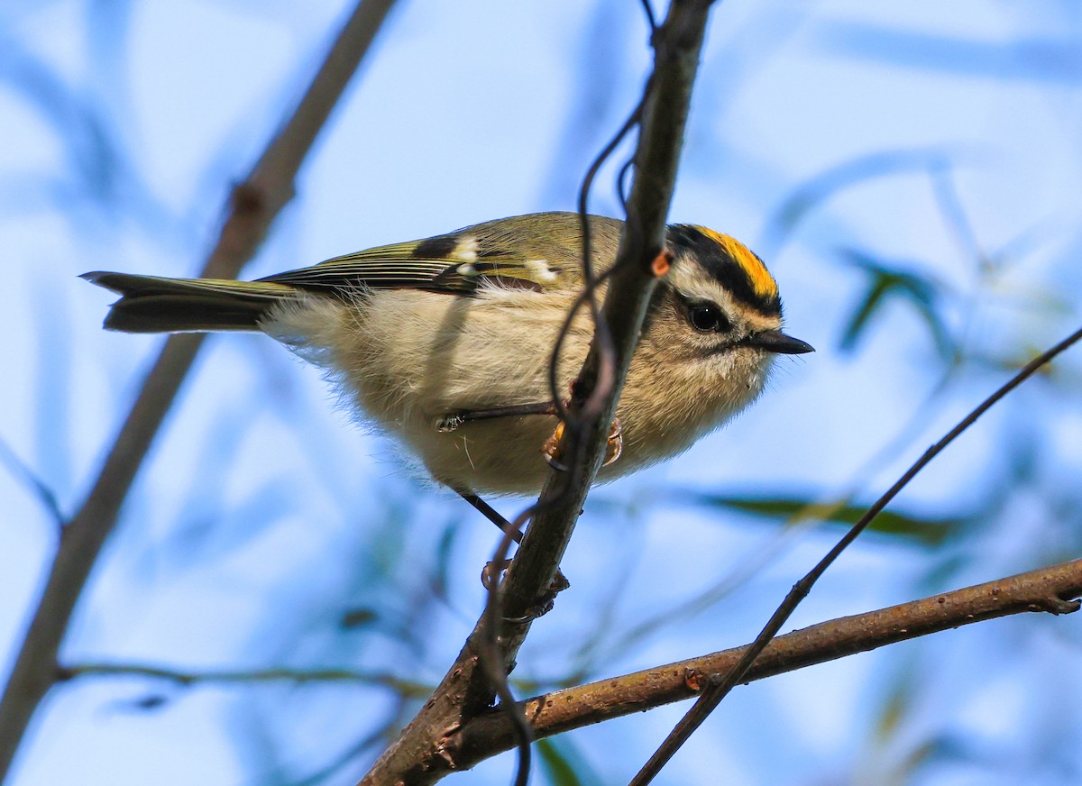 Golden-crowned Kinglet - ML643692454