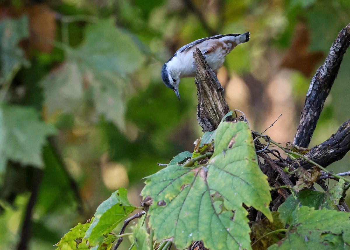 White-breasted Nuthatch - ML643692465