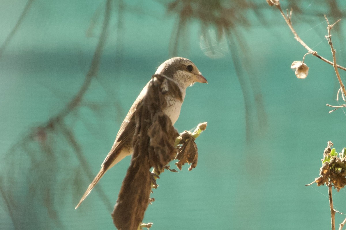 セアカモズ - ML643692483