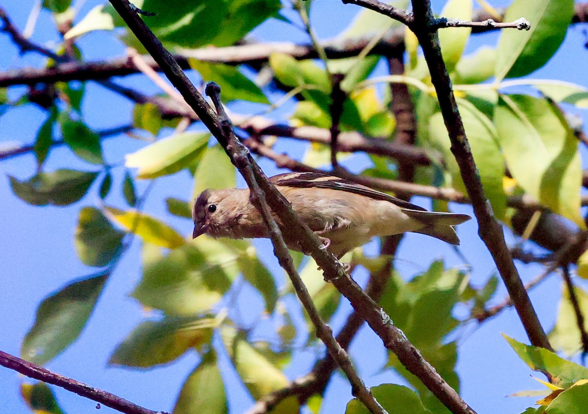 American Goldfinch - ML643692486