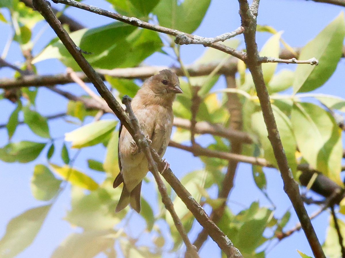 American Goldfinch - ML643692487