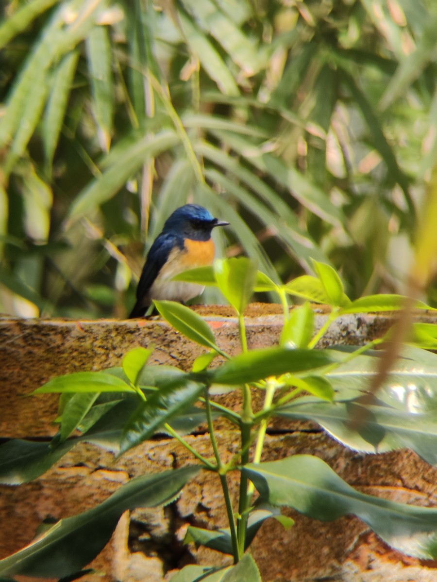 Blue-throated Flycatcher - ML643692488