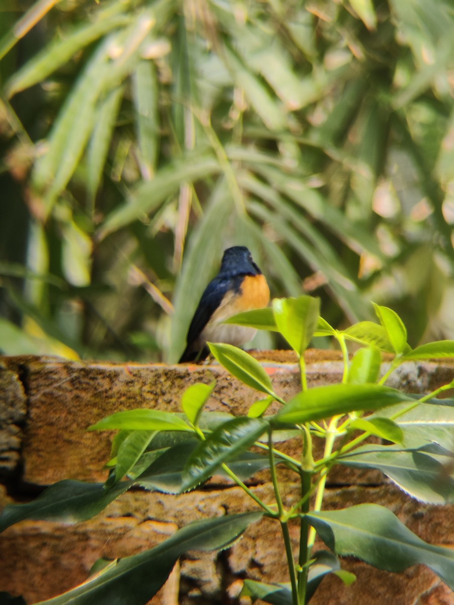 Blue-throated Flycatcher - ML643692489