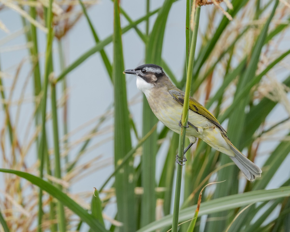 Light-vented Bulbul - ML643692491