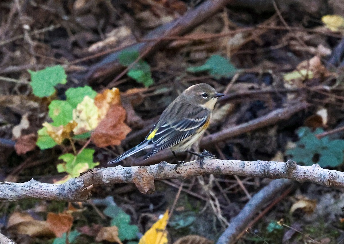 Yellow-rumped Warbler - ML643692498