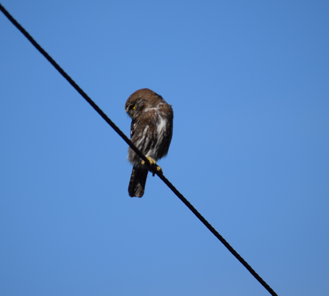 Austral Pygmy-Owl - ML643692519