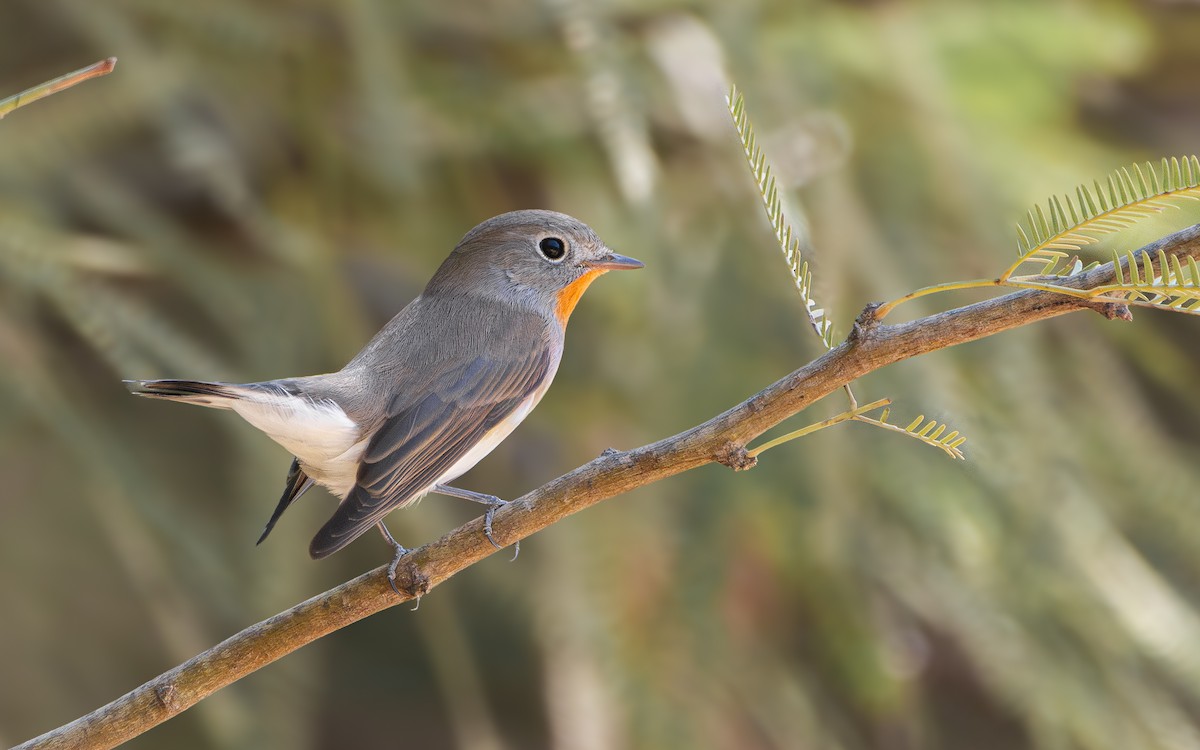 Red-breasted Flycatcher - ML643692525