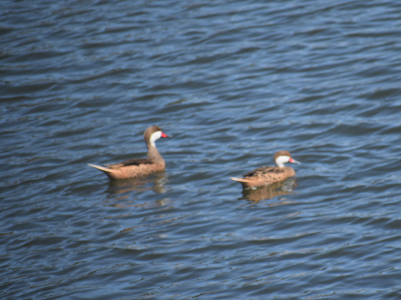 White-cheeked Pintail - ML643692534