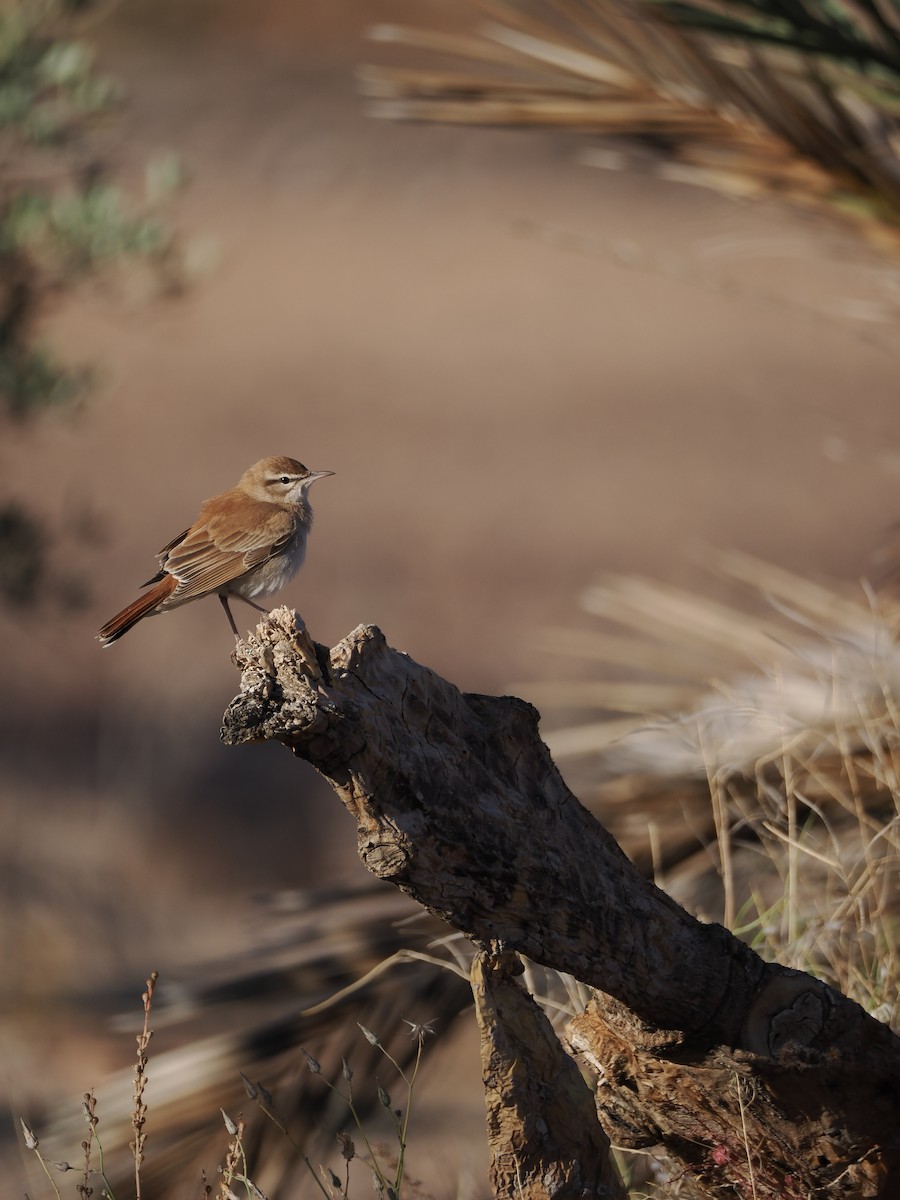 Rufous-tailed Scrub-Robin (Rufous-tailed) - ML643692540