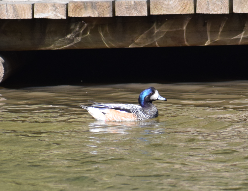 Chiloe Wigeon - ML643692542