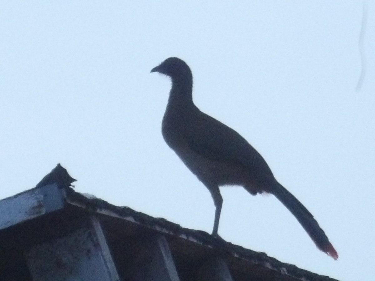 Rufous-vented Chachalaca (Rufous-tipped) - ML643692586