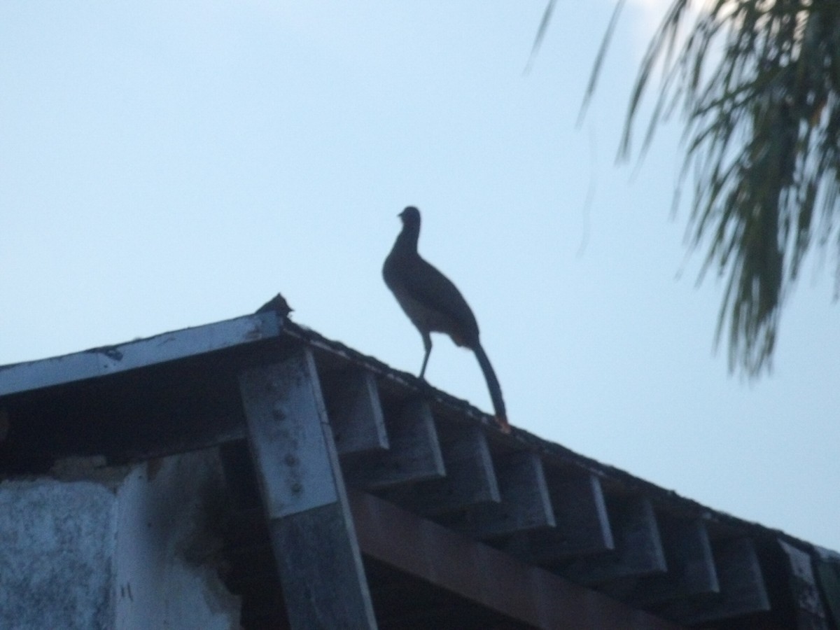 Rufous-vented Chachalaca (Rufous-tipped) - ML643692587