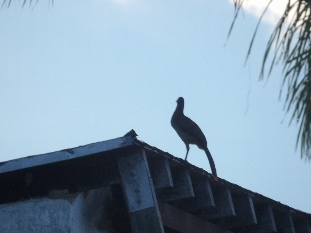 Rufous-vented Chachalaca (Rufous-tipped) - ML643692588