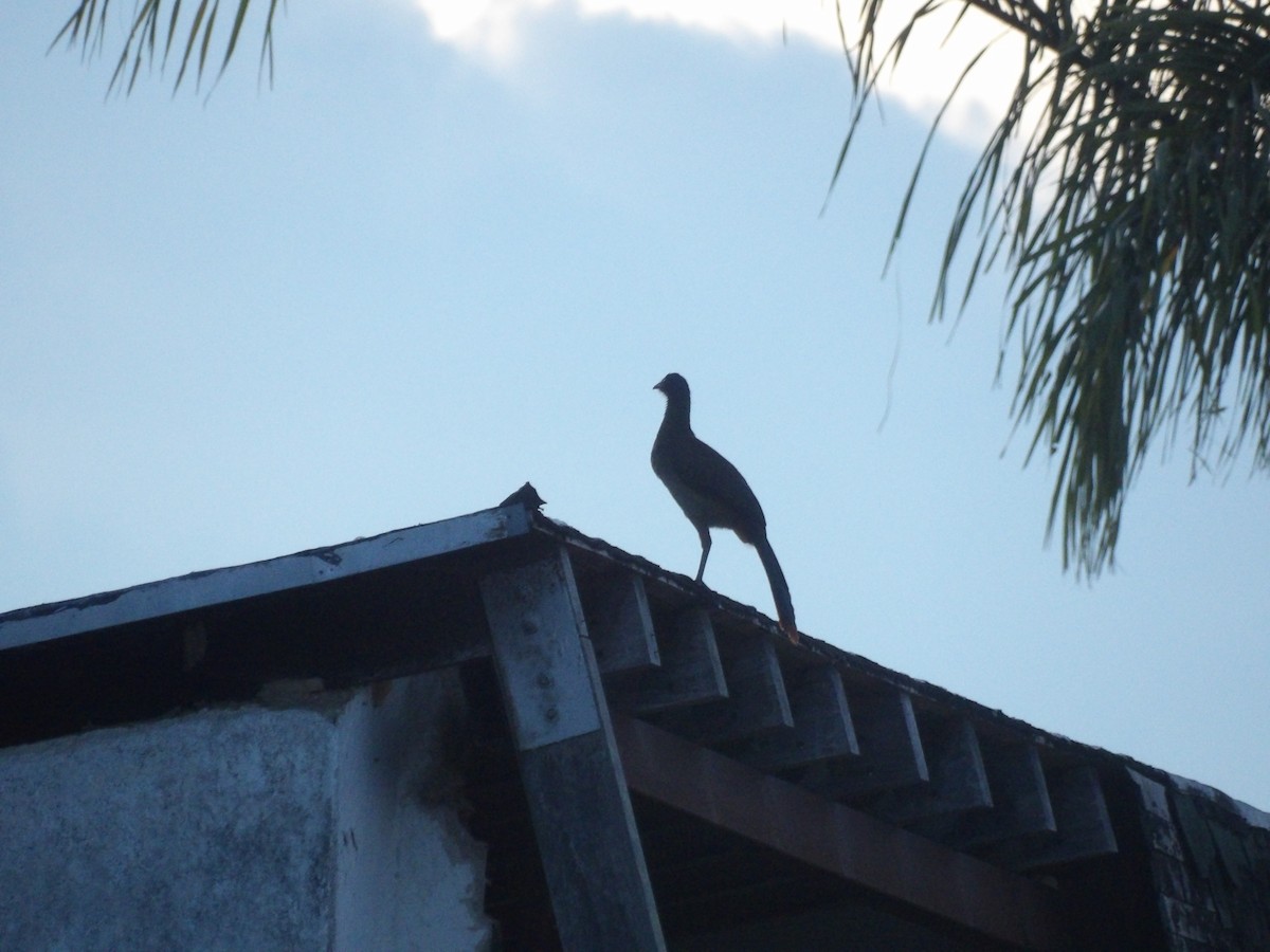 Rufous-vented Chachalaca (Rufous-tipped) - ML643692589