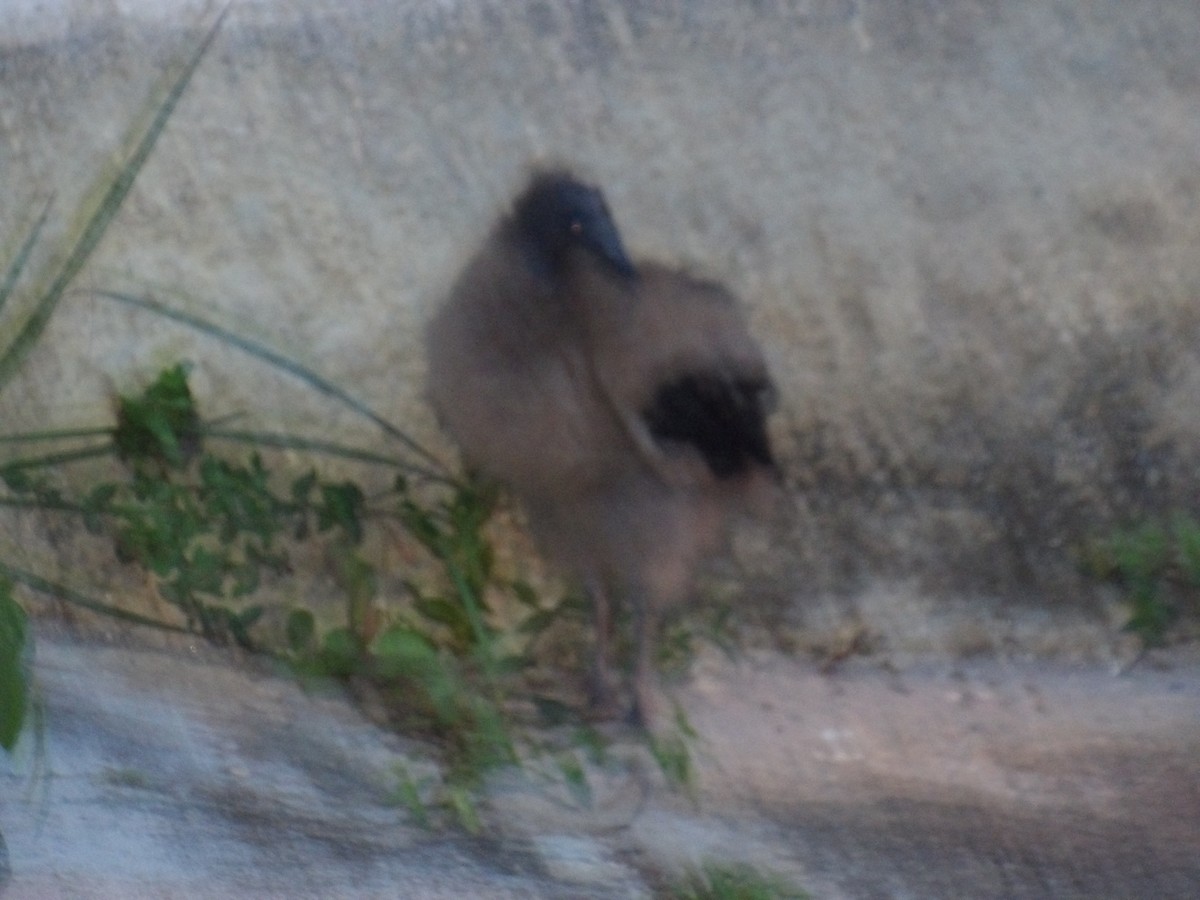 Black Vulture - ML643692618