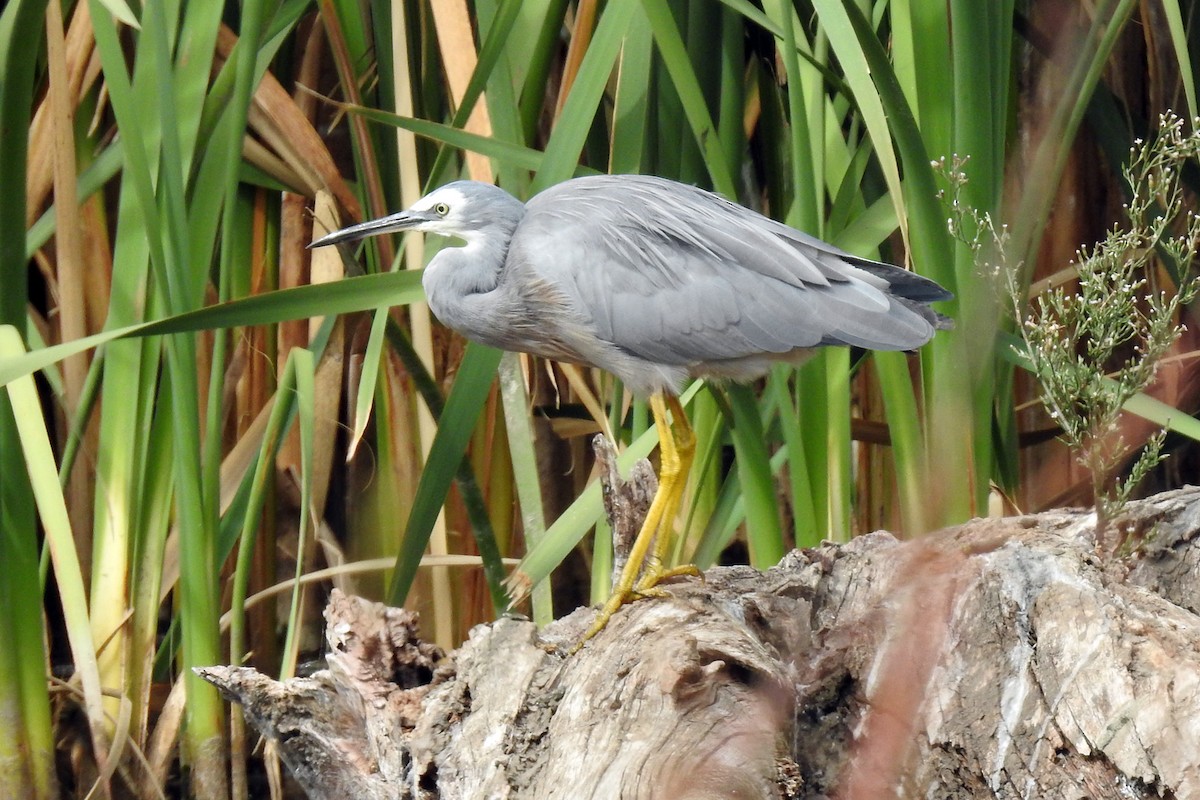 White-faced Heron - ML643692623