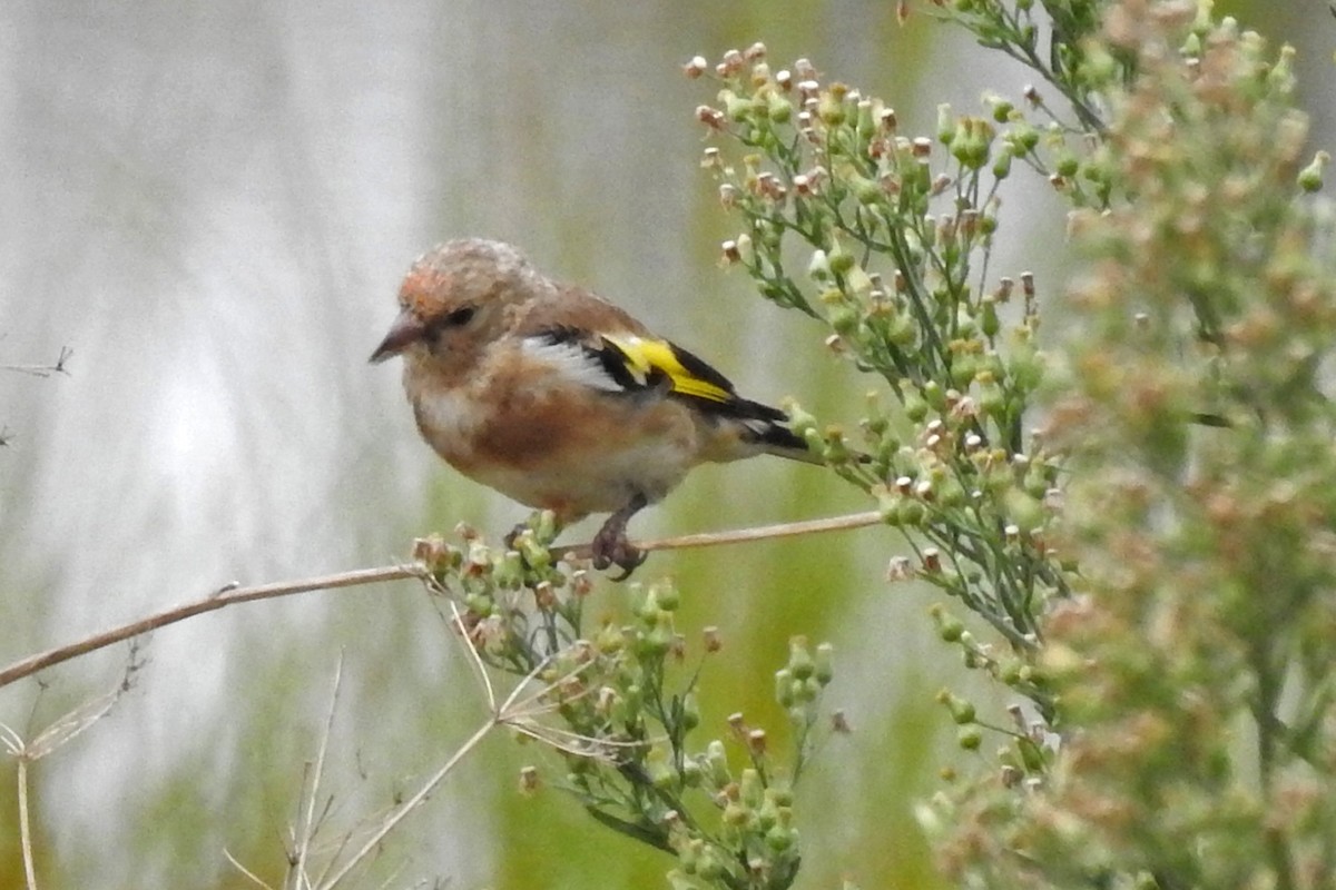 European Goldfinch - ML643692630